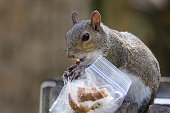 Photograph of a squirrel sitting on the edge of a garbage can nibbling on a morsel of bread. It's holding a plastic zip-lock bag containing bread crusts that it just rescued from the garbage. As the saying goes "one man's trash is another man's treasure" but in this case it's a squirrel's treasure.