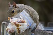 Photograph of a squirrel sitting on the edge of a garbage sniffing it's latest find. It's holding a plastic zip-lock bag containing bread crusts that it just rescued from the garbage. As the saying goes "one man's trash is another man's treasure" but in this case it's a squirrel's treasure.