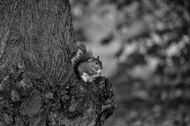 Squirrel with nut stock photo