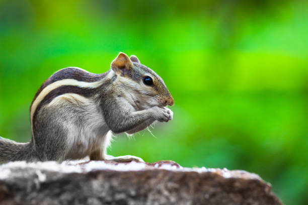 Photo of Squirrels are members of the family Sciuridae, a family that includes small or medium-size rodents.   The squirrel family includes tree squirrels, ground squirrels, chipmunks, marmots, flying squirrels,   and prairie dogs amongst other rodents