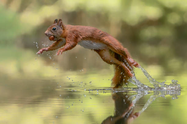 Squirrels jump over water. stock photo