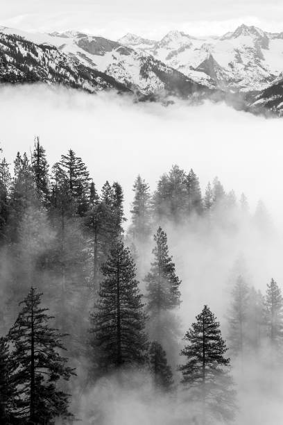 Squoia Fog stock photo