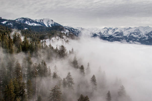 Squoia Fog stock photo