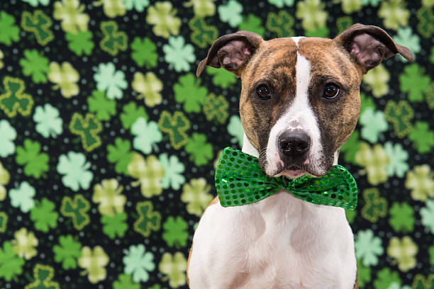 St. Patrick's Day Dog stock photo