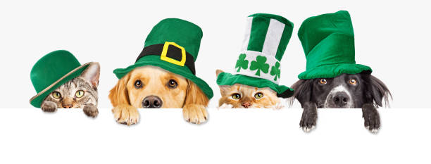 St Patricks Day Dogs and Cats Over Web Banner stock photo