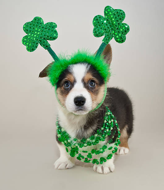 St Patrick's Day Puppy stock photo