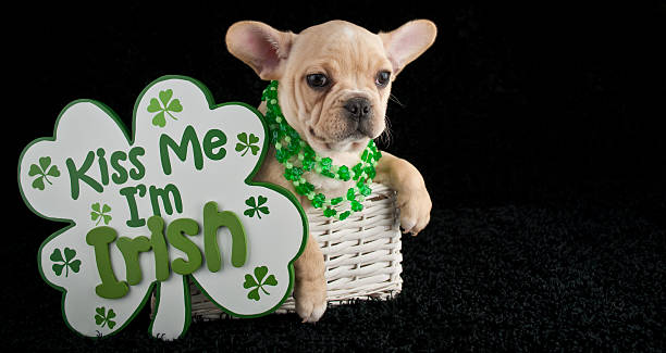 St Patrick's Day Puppy stock photo