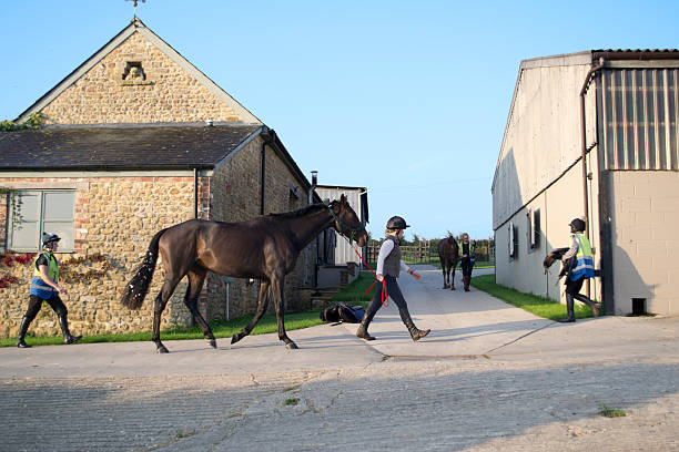 stable girls - working stable horses bildbanksfoton och bilder