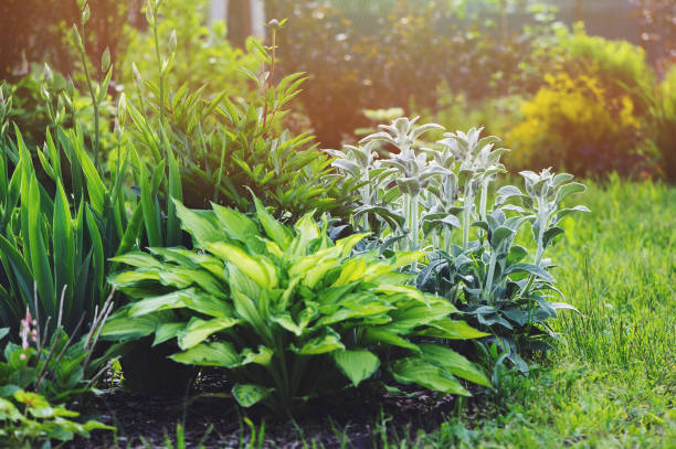 Stachys byzantina (Lamb Ears) planted in flowerbed with hostas and other perennial in summer garden. Plants with silver foliage in landscape design stock photo