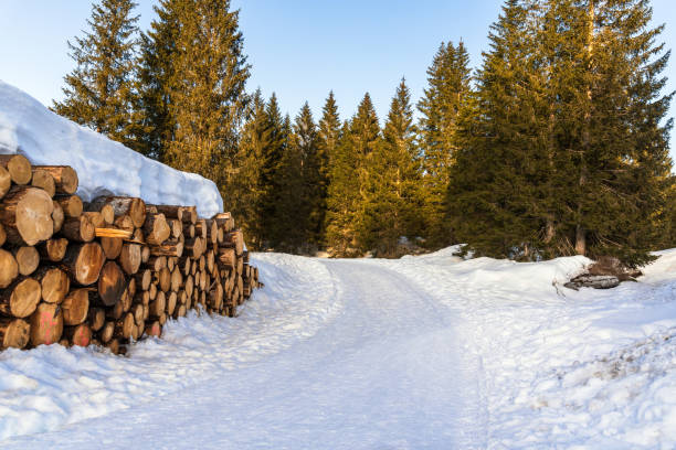 Stack of logs along a track through a snowy mountain forest at sunset stock photo