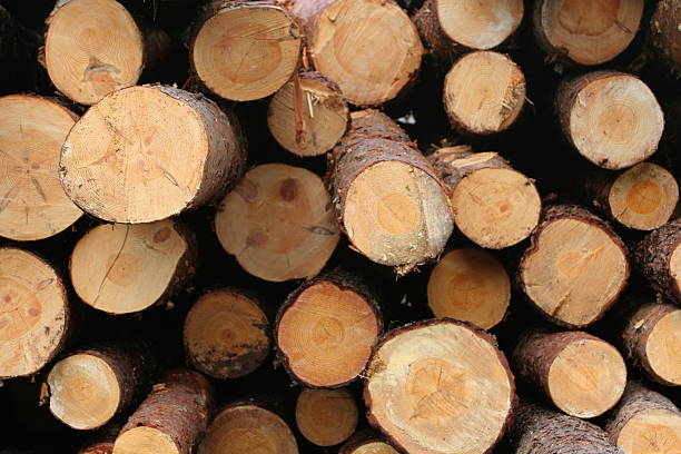 Stack of pinewood stock photo
