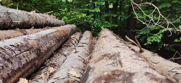 Stack of wood in the forest, Material stock photo