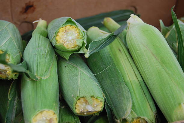 Stacked Corn stock photo