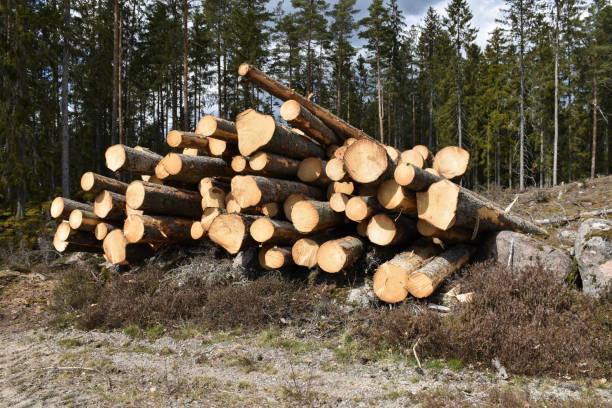 Stacked timber by roadside stock photo