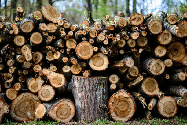 Stacked Wood Logs With Pine Trees stock photo