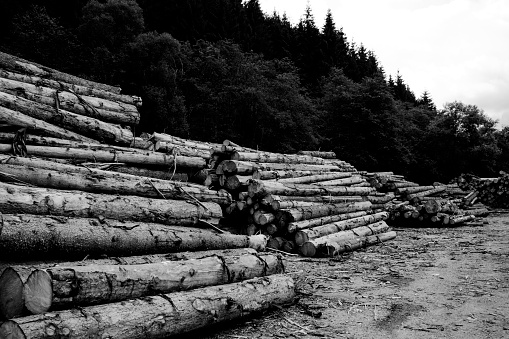 A photograph of stacks of logs in the forest against the cloudy sky.