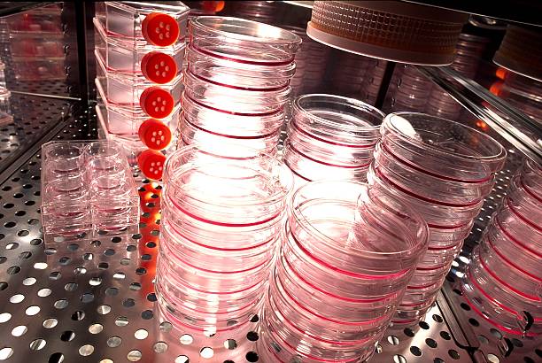 Stacks of petri dishes for medical research, testing stock photo