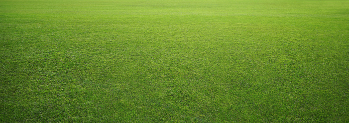 Photo of the stadium grass
