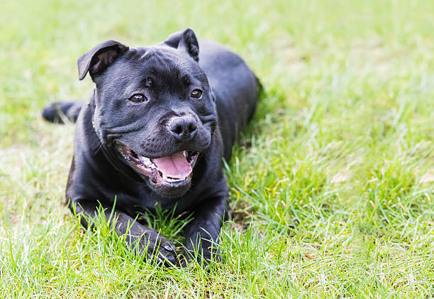 Staffordshire bull terrier dog lying down outisde stock photo