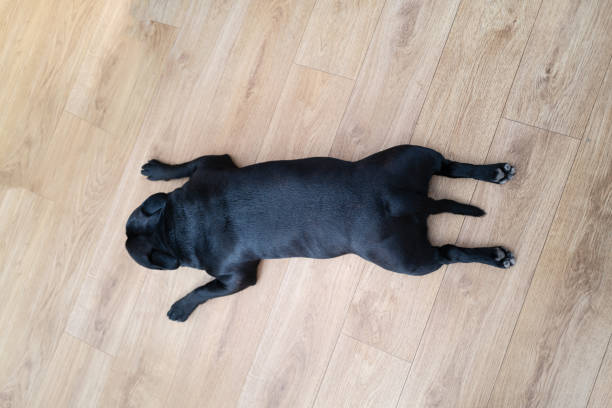 Staffordshire Bull Terrier dog lying flat on his stomach in a distinctive style with his legs out stretched stock photo