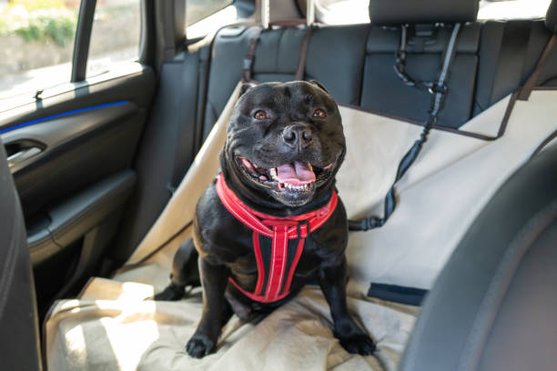 Staffordshire Bull Terrier dog on the back seat of a car with a clip and strap attached to his harness. He is sitting on a car seat cover. Staffordshire Bull Terrier dog on the back seat of a car with a clip and strap attached to his harness. He is sitting on a car seat cover. restraining stock pictures, royalty-free photos & images