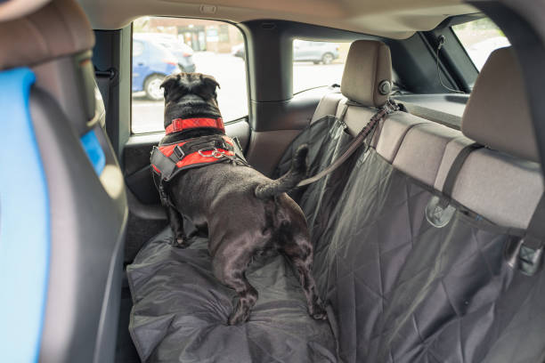 Staffordshire Bull Terrier dog on the back seat of a car with a clip and strap attached to his harness. He is standing on a car seat cover. stock photo