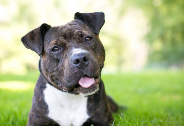 A Staffordshire Bull Terrier mixed breed dog with a head tilt A brindle and white Staffordshire Bull Terrier mixed breed dog listening with a head tilt pit bull terrier stock pictures, royalty-free photos & images