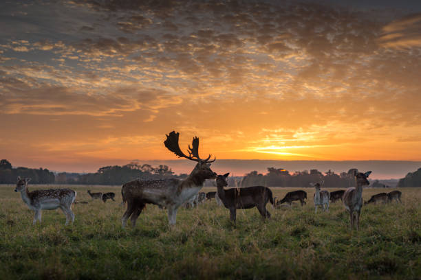 A stag stands in front of a herd of deer under a beautiful summer sunset in Phoenix Park, Dublin, Ireland, on a grassy plain with clumps of trees in the distance