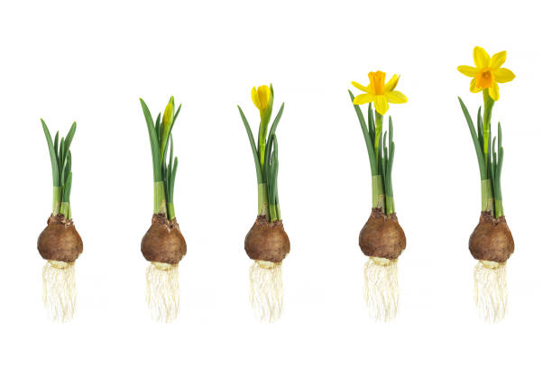 Stages of a yellow narcissus from flower bulb to blooming flower isolated on white stock photo
