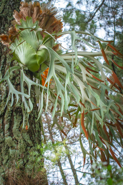 Staghorn Ferns or Elkhorn Ferns, Platycerium bifurcatum stock photo