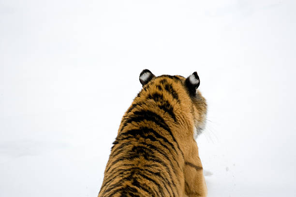 Stalking Amur Tiger. stock photo