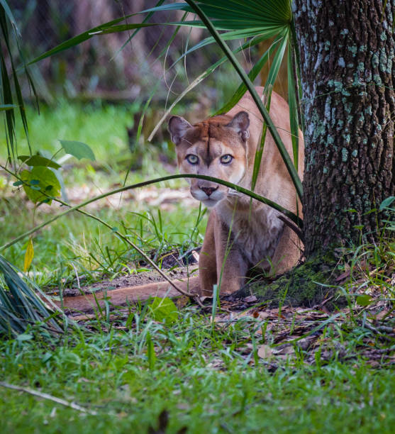 Stalking behavior of Florida Panther stock photo