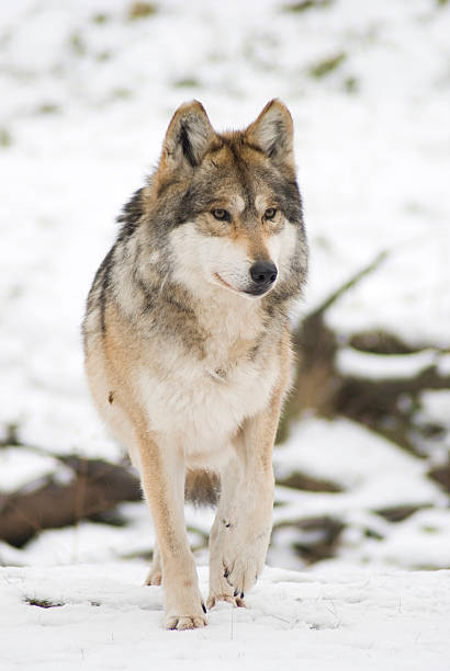 Stalking Mexican Gray Wolf (Canis lupus) stock photo