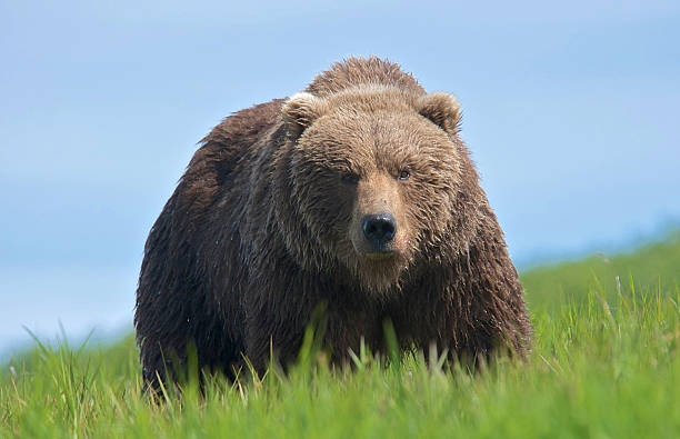 Stalking Wild Alaska Brown Bear stock photo
