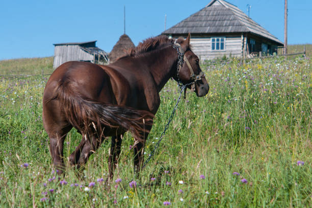 Stallion is grazing off the grass in a village stock photo