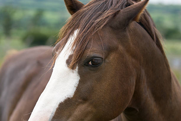 stallion stock photo