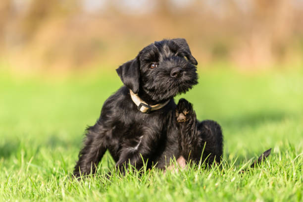standard schnauzer puppy scratches himself behind the ear standard schnauzer puppy sits on the meadow and scratches himself behind the ear scratching stock pictures, royalty-free photos & images