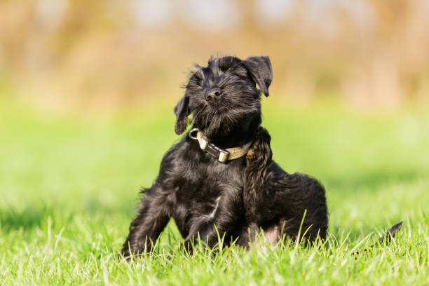 standard schnauzer puppy scratches himself behind the ear stock photo