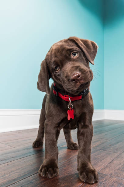 A standing Chocolate Labrador Puppy with head tilted - 8 weeks old A cute young Chocolate Labrador puppy standing on a dark hardwood floor inside a home, looking at the camera, with her head tilted, wear a red collar and dog tag. chocolate labrador stock pictures, royalty-free photos & images