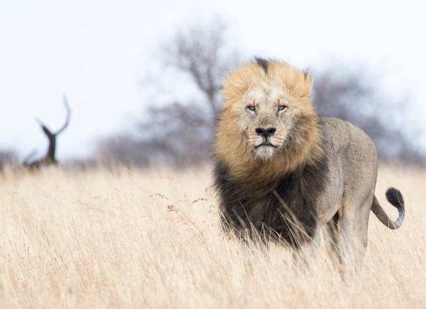 Standing male lion looking to you in the savannah grassland stock photo