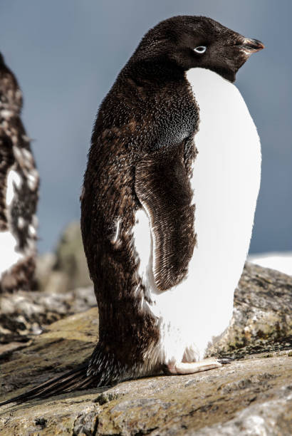 Standing An Adelie Penguin in Antarctic Peninsula in South Pole adelie penguin photos stock pictures, royalty-free photos & images