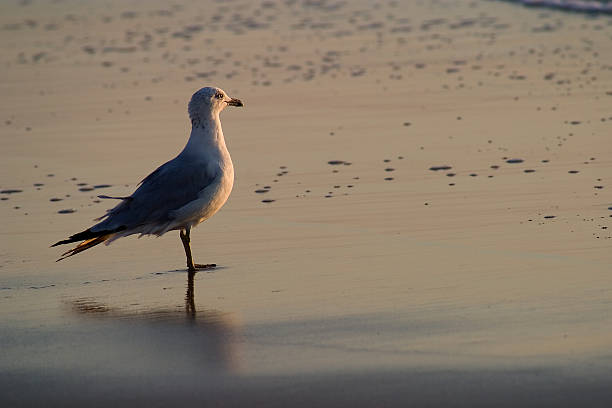 Standing Seagull stock photo