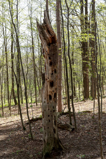 Standing snag with nest holes stock photo