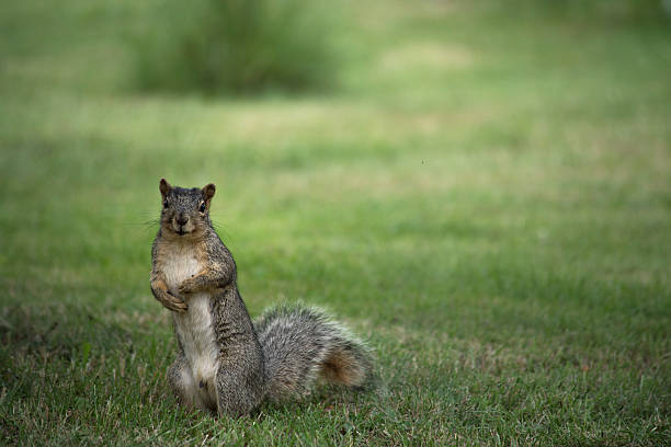 Standing Squirrel stock photo