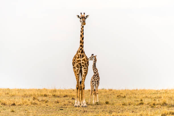 Standing Tall - Massai Giraffe Mother & newborn calf in grasslands of Massai Mara National Reserve, Kenya. Landscape view. stock photo