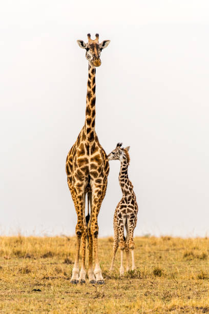 Standing Tall - Massai Giraffe Mother & newborn calf in grasslands of Massai Mara National Reserve, Kenya. Portrait view. stock photo