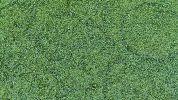 Standing water covered with green algae. Abstract background green algae stock pictures, royalty-free photos & images