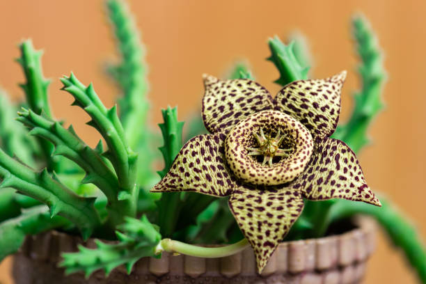 Stapelia variegata flower Stapelia variegata flower blooming carrion stock pictures, royalty-free photos & images