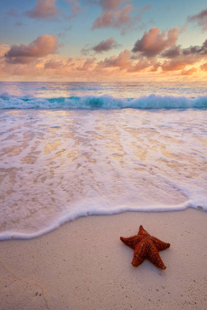 star fish laying on the sandy beach stock photo