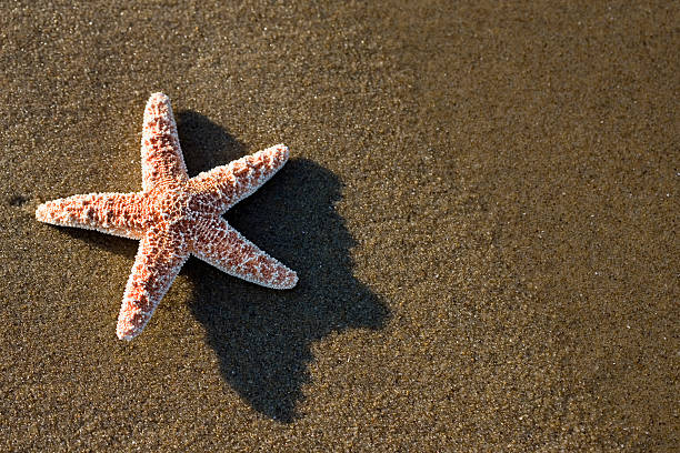 Star Fish on the sandy beach stock photo